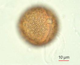 Observation et identification des grains de pollen Gastaldi, C. (ANSES, laboratoire de Sophia Antipolis, France), Bui Thi Mai (CEPAM-CNRS, France), Girard M. (CEPAM-CNRS, France) 