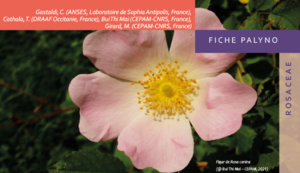 FICHE palyno : ROSACEAE Pollens operculés : Rosa, Potentilla, Sanguisorba