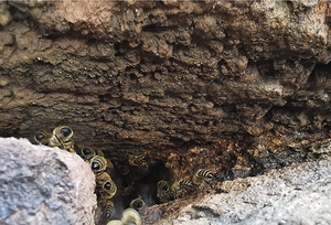 Colonies d'abeilles mellifères sauvages : réalité et utilité