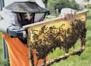 Entretien - Cultiver la différence en apiculture