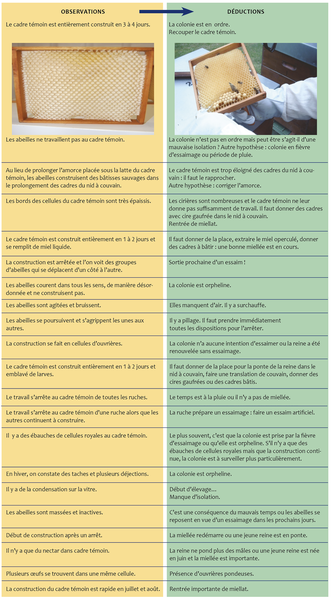 Quelques exemples concrets d'observations au cadre témoin tout au long de l'année apicole
