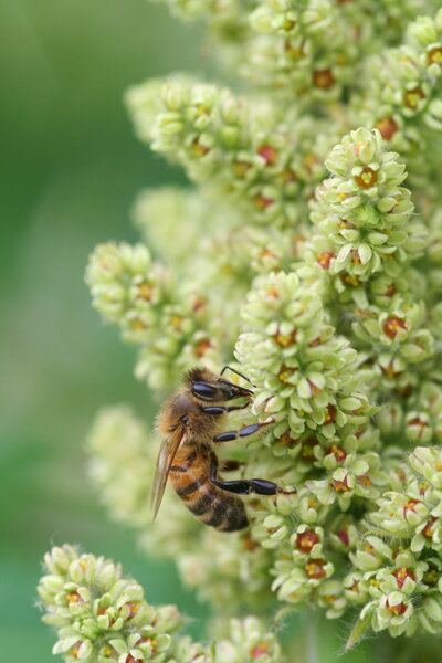 Abeille butinant sur Rhus