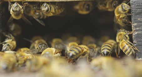 FICHE PEDAGOGIQUE : Commment les abeilles se protègent-elles ? Agnès FAYET