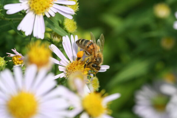 Abeille butinant sur une Astère